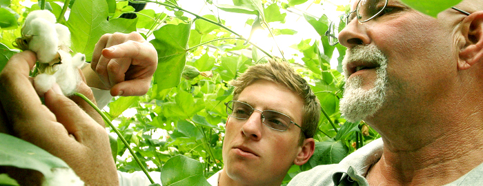 biological agriculture cotton