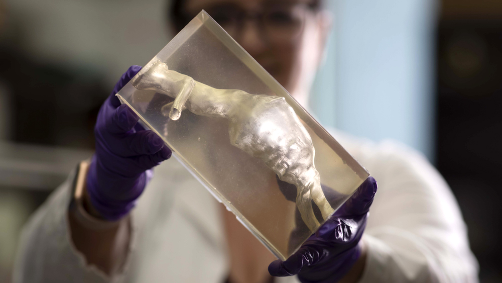 学生在实验室里拿着3D打印的器官